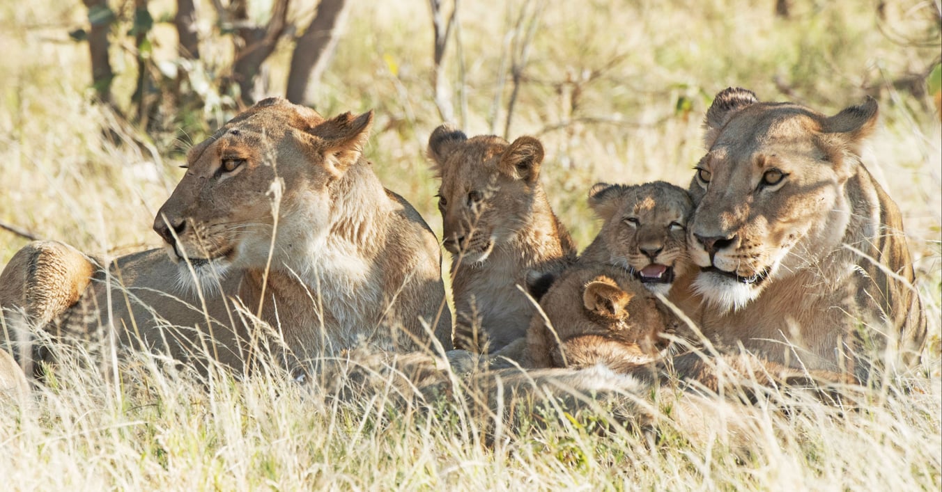 Khwai Tented Camp, Moremi Game Reserve, Botswana, lioness and baby lions_5SW1712 (176)-1