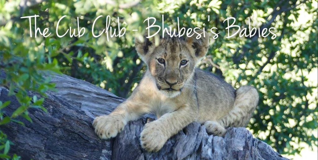 The-Cub-Club-Bhubesi-1024x516