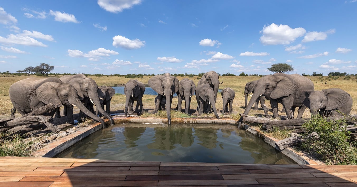 elephant-pool-somalisa
