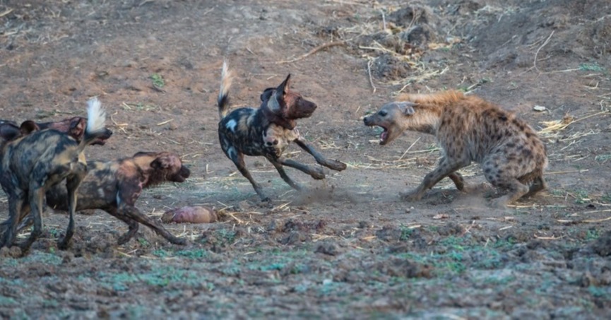 wild dogs mana pools national park Nick Dyer